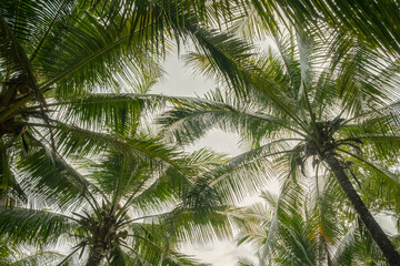 Tops of coconut palm trees on tall trunks on background sky
