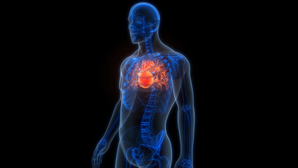 Human Circulatory System Heart Anatomy
