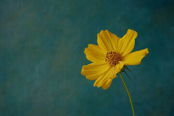 Vibrant yellow cosmos flower against a textured aquamarine backdrop creating contrast