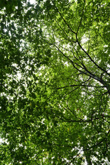 Green leaves on trees  in German forest