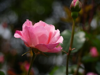 Ideal for floral backgrounds, greeting cards, or romantic-themed designs.Soft pink rose in bloom with green background.