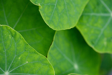 green leaf background