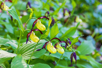 Obraz premium Flowering lady's-slipper orchid in a woodland