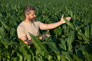 A farmer inspects the cornfield. The male farmer works outdoors in the field. Agricultural worker...