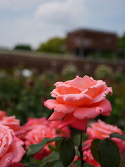 Ideal for floral backgrounds, greeting cards, or romantic-themed designs.Close-up of a vibrant red rose in full bloom with soft background.