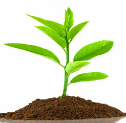 Jeune citronnier sur motte de terre