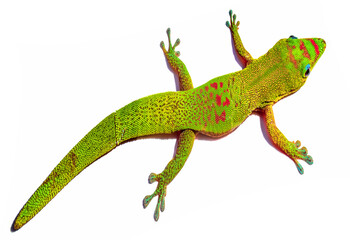 Fototapeta premium Margouillat, île de la Réunion 