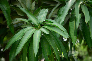 Fototapeta premium Lush green mango leaves densely packed in a natural environment.