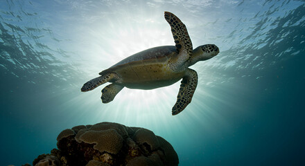 Obraz premium Majestic sea turtle swimming in clear blue ocean water near coral reef