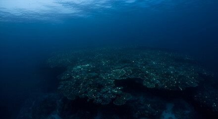 Fototapeta premium Scenic underwater view of a vibrant coral reef system in the deep ocean waters