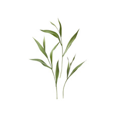 Elegant Green Sprigs on Transparent Background - Botanical Illustration