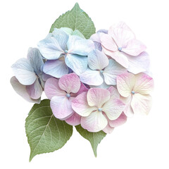 Hydrangea Bloom Soft Pastel Colors  isolated on a transparent background