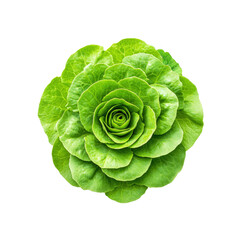 Obraz premium Fresh Green Lettuce Rose - Organic Vegetable Close-Up