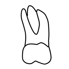 icon vector teeth chart