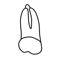 icon vector teeth chart