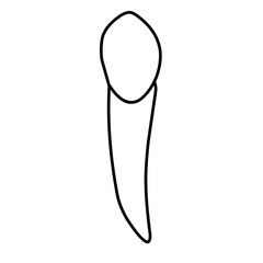 icon vector teeth chart