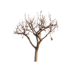 Obraz premium Bare Winter Tree Isolated on Transparent Background