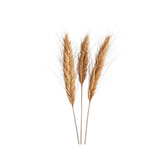 Three Stalks of Dried Wheat on Transparent Background