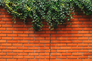 Brick wall and creeping ivy plant as natural pattern and background