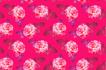 Luxurious garden roses on vibrant pink background.