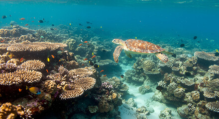 Fototapeta premium Majestic sea turtle gracefully swimming through a vibrant coral reef ecosystem