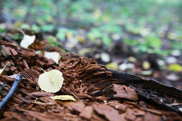 Close-Up of Fallen Birch Leaf on Decomposing Wood in Forest Setting