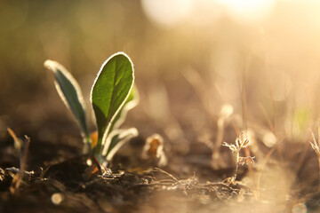 Fresh green sprout growing in the meadow at springtime