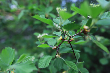 Close-Up of Green Leaves with Thorns in Natural Habitat
