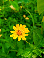 yellow dandelion flower