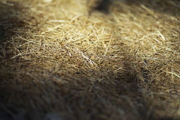 Close-Up of Sunlit Straw and Hay on Ground in Natural Outdoor Setting