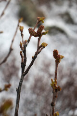 Budding tree in northern Alaska