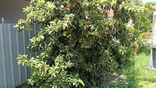 Sapodilla  or Manilkara zapota heart shape fruits and tree close-up. also known as sapota, chicozapote, chicoo, chicle, naseberry, or nispero,. photo taken in malaysia