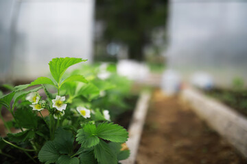 Close-Up of Strawberry Plants with White Blossoms in a Greenhouse Garden Setting