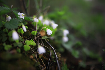 Close-up of Delicate White Flowers in a Lush Green Forest Setting with Soft Focus