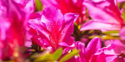 A bunch of pink flowers with green leaves