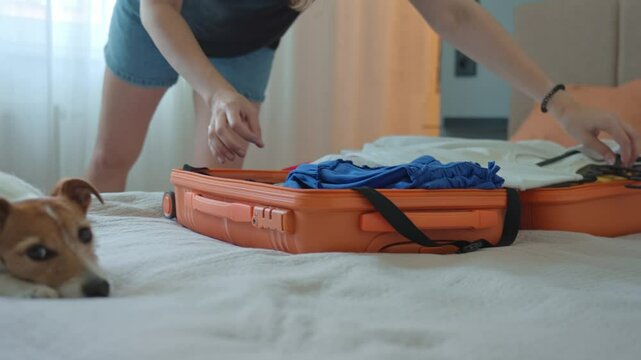 Small dog lying on bed near open orange suitcase and watching owner pack clothes for trip. Woman packing for travel with pet