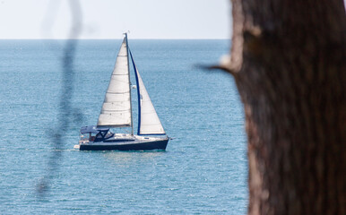A sailboat is sailing in the ocean with a tree in the background