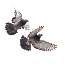 Two pigeons flying in the air