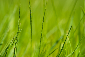 green grass with dew