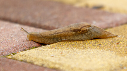 A slimy slug is laying on a brick sidewalk