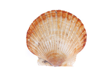 Scallops isolated on a white background