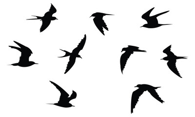 Flying Aleutian tern bird Silhouette Design  And Vector Illustration. 