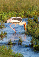 A bird is standing in a body of water, possibly a pond or a river