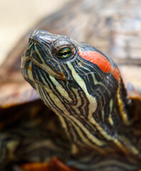 A turtle with a red stripe on its face