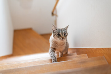 階段を上る可愛い猫　シャムトラ猫