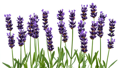 Naklejka premium Close-up of several lavender stems with purple flowers and green leaves against a clean white background.