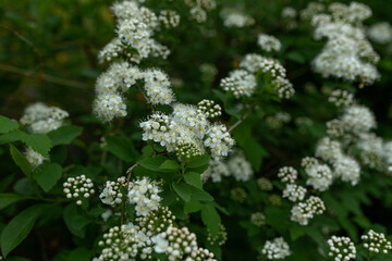 shrub of white birch-leaved spirea
