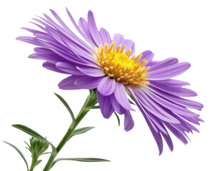 Fototapeta premium Aster png aster flower png garden flower png colorful flower png blooming plant png transparent background image