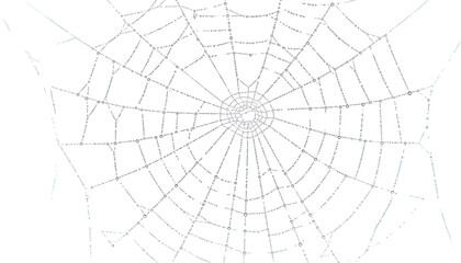 Intricate spiderweb detail nature s geometry circular web design transparent background