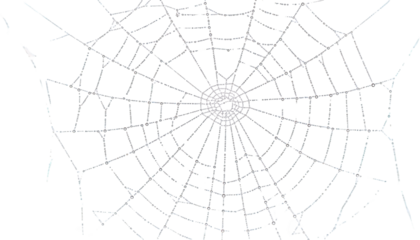 Intricate spiderweb detail nature s geometry circular web design transparent background